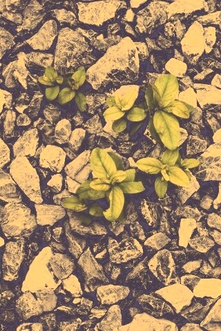 Цветы среди камней обои