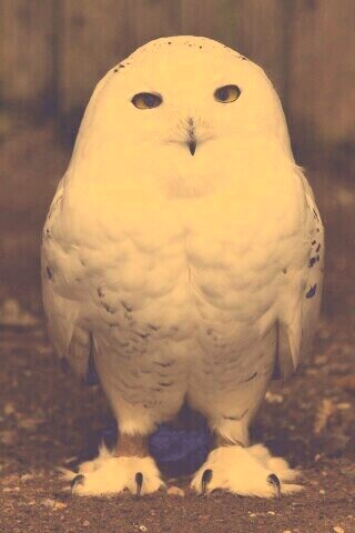 Белая сова обои