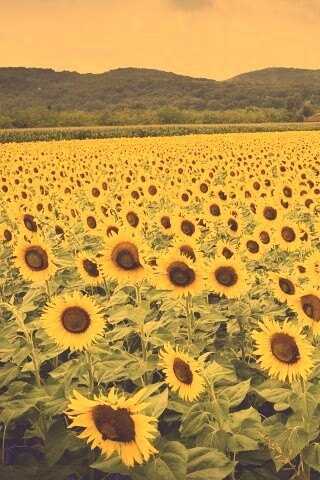 Живописное поле подсолнухов обои