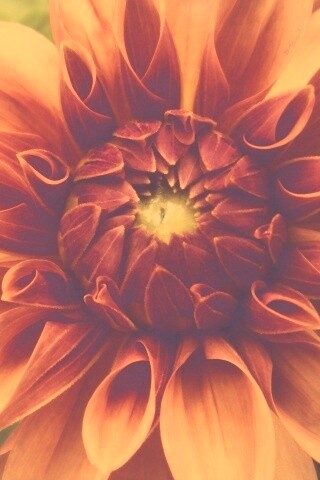 Аленький цветочек обои