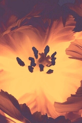 Пылающий цветок обои