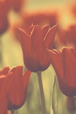 Красные цветы обои