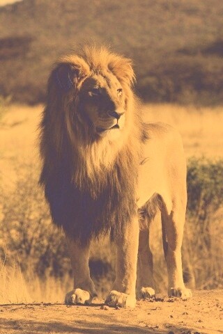Царь зверей обои