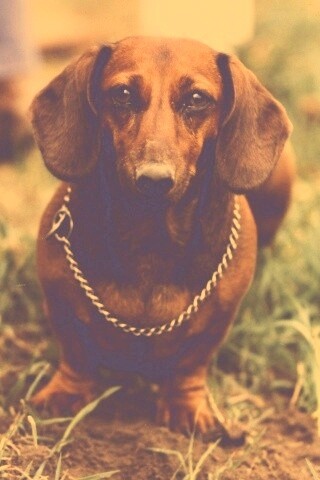 Рыжая такса обои