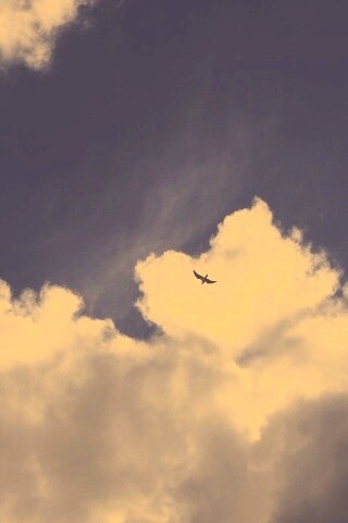 Птица в небе обои