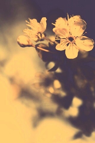 Цветок вишни обои