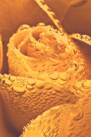 Мокрый желтый цветок обои