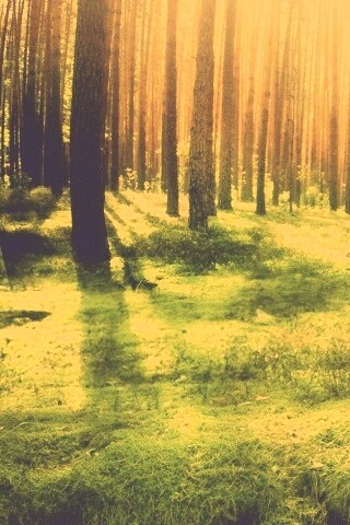 Солнечный лес обои
