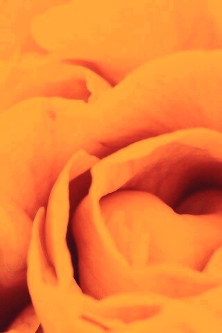 Розовый цветок обои