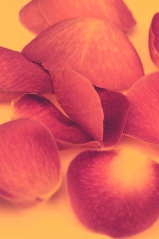 Лепестки розы обои