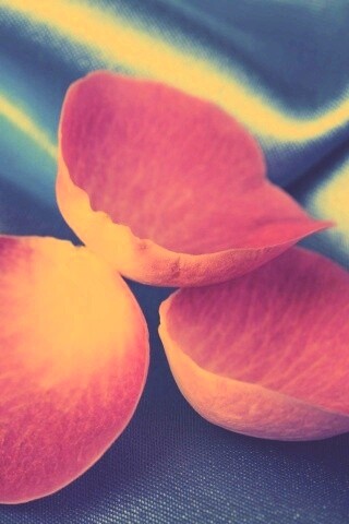 Лепестки розы на голубой ткани обои