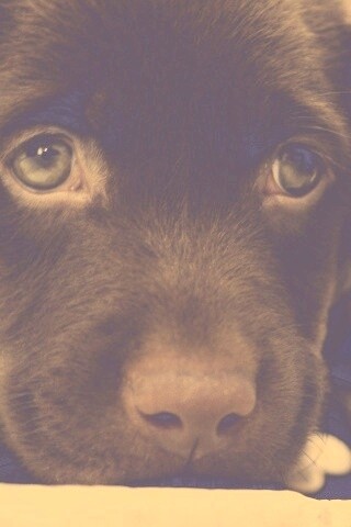 Пушистый шоколадка обои