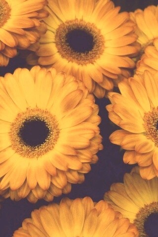 Желтые герберы обои