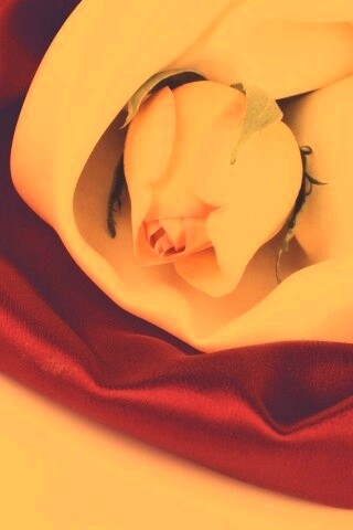 Нераспустившийся цветок розы в шелке обои