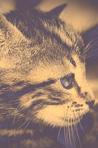 Котенок с голубыми глазами обои