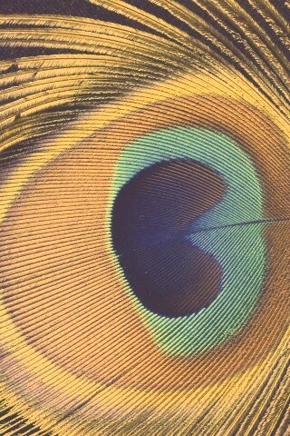 Перо павлина обои