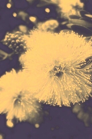 Сказочный цветок обои