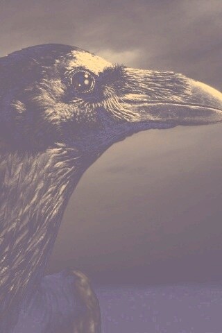 Ворон — гордая птица обои