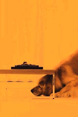 Большая собака под маленький столик обои