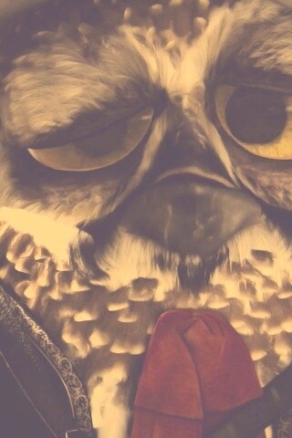 Совы-мариачи из Ранго обои