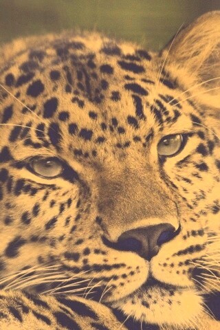 Злопасный ягуляр обои