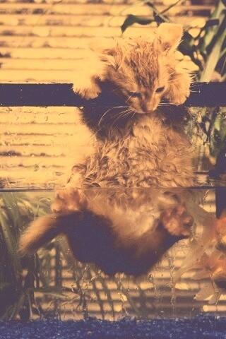 Мокрая киска обои