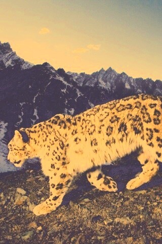 Леопард обои