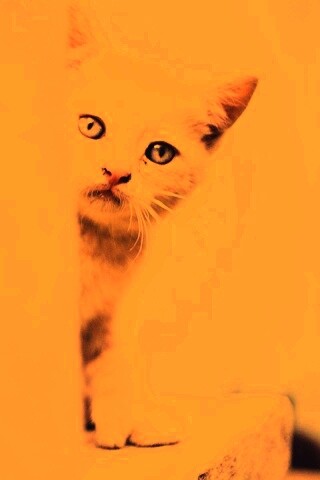 Котик из-за угла обои