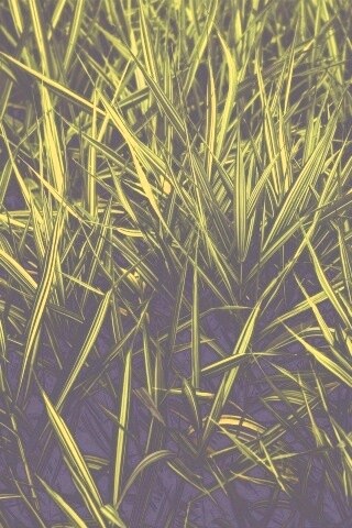 Дикая трава обои
