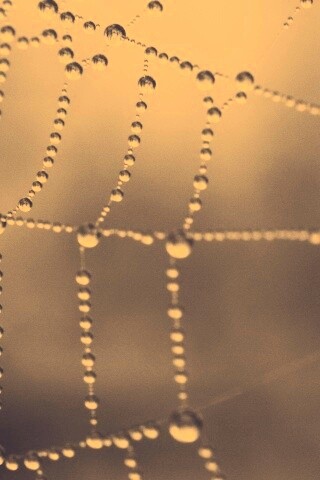 Капли на паутине обои