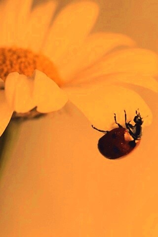 В гости к ромашке обои