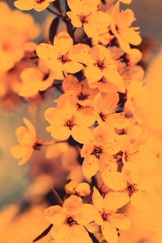 Цветение вишни обои