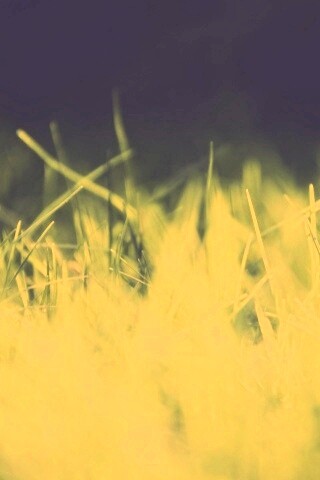 Играя солнечным светом обои