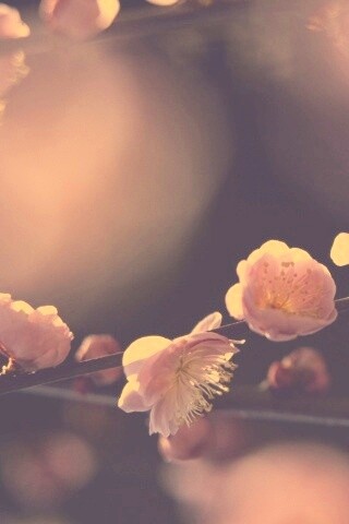 Цветущая вишня обои