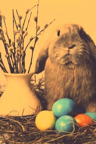 Пасхальный кролик обои