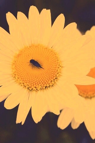 Ромашки обои