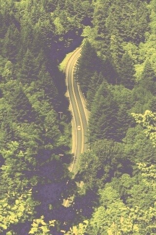 Лесная трасса обои