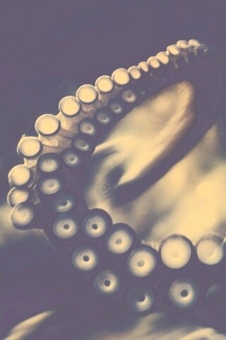 Щупальце обои