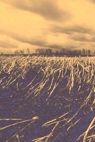 Убранное поле обои