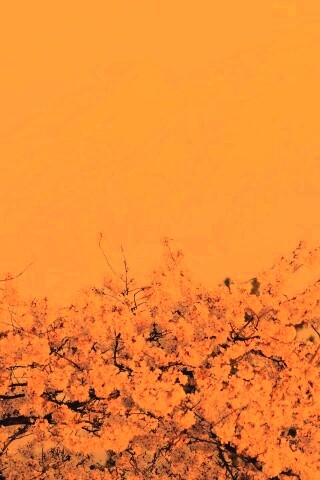 Цветение вишни в горах обои