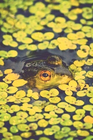 Маленькая лягушка обои