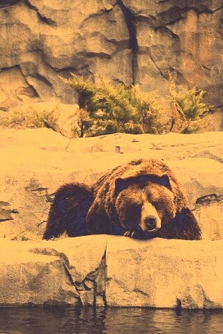 Медведь обои