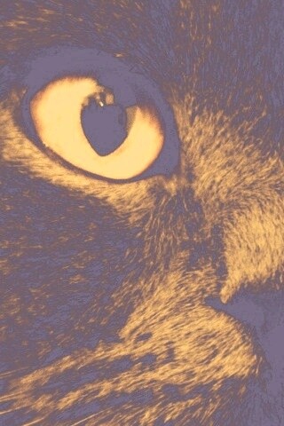 Черный кот с оранжевыми глазами обои