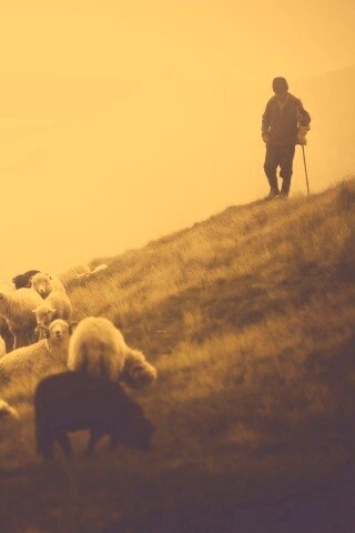 Пастух и стадо обои