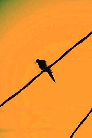 Птица на проводе обои