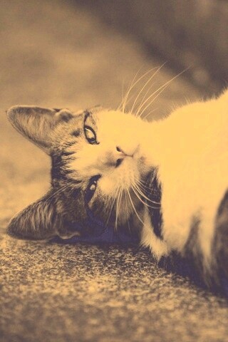 Кот лежит на спине обои