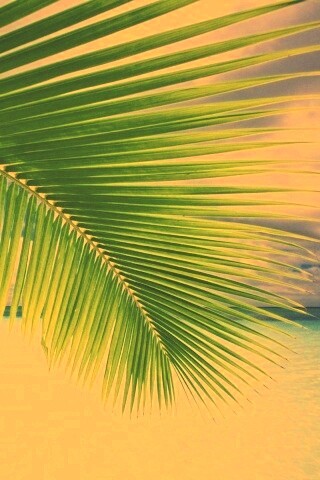 Пальмовый лист обои