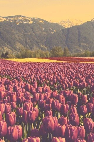 Поле тюльпанов обои