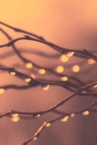 Капли на ветке обои