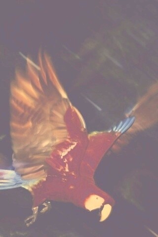 Рисованный ара обои